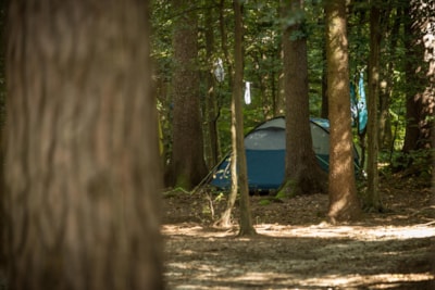 Medium pitch for a tent - Forest area