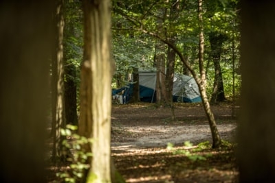 Medium pitch for a tent - Forest area