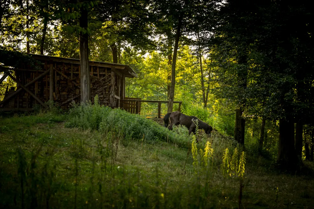 Forest Camping Mozirje