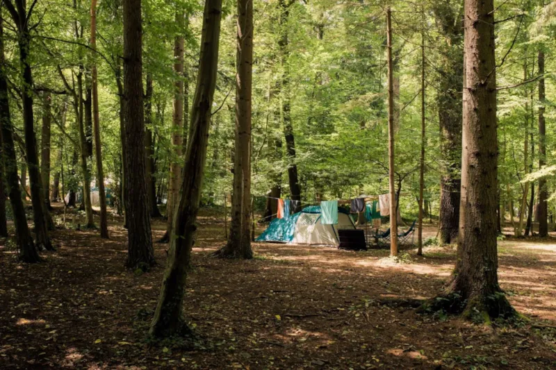 Moyen Emplacements Forestiers Pour Une Tente