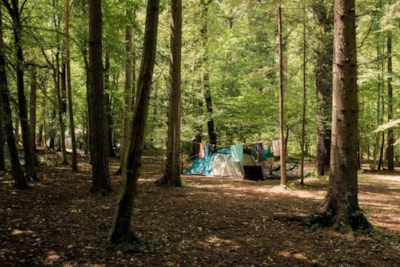 Medium pitch for a tent - Forest area