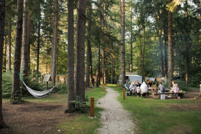 Medium pitch for a tent - Forest area
