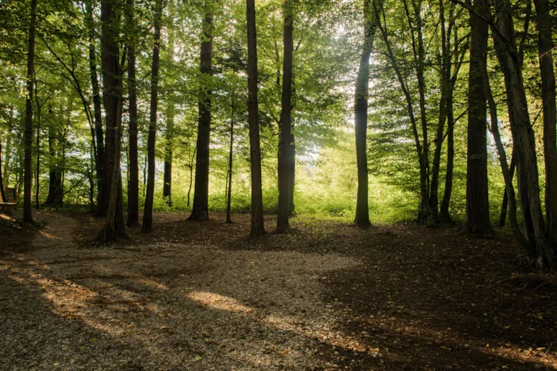 Moyen Emplacement Pour Tente Dans Une Petite Forêt