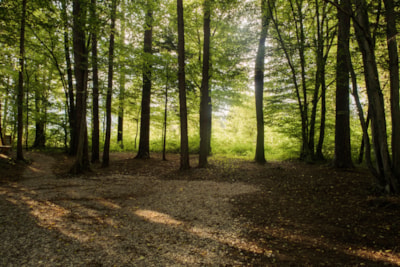 Medium pitch for a tent in a small forest