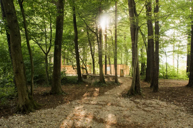 Moyen Emplacement Pour Tente Dans Une Petite Forêt