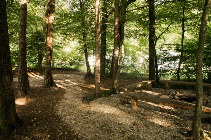 Moyen Emplacement Pour Tente Dans Une Petite Forêt