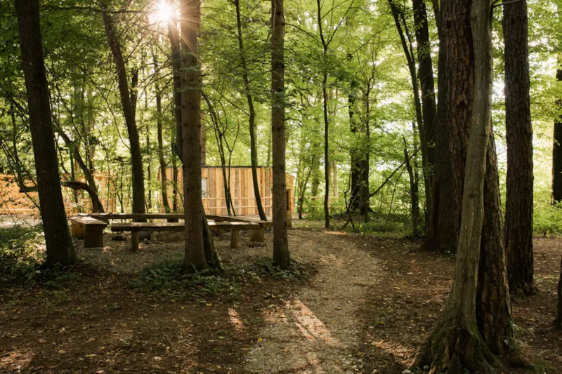Moyen Emplacement Pour Camping-Car Dans Une Petite Forêt (Longueur Maximale 6M)