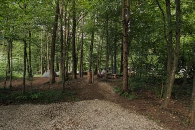 Medium pitch for a tent in a small forest