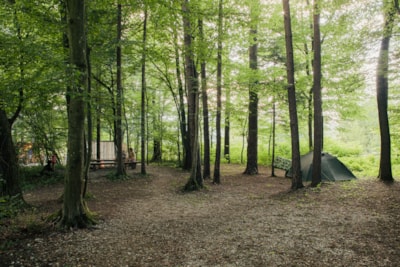 Medium pitch for a tent in a small forest