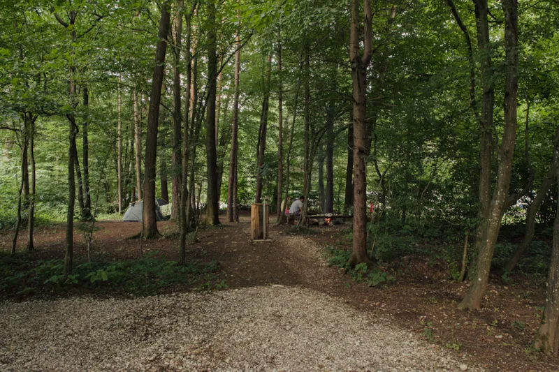 Moyen Emplacement Pour Camping-Car Dans Une Petite Forêt (Longueur Maximale 6M)