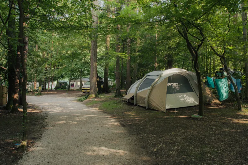 Moyen Emplacements Forestiers Pour Une Tente