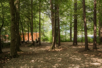 Medium pitch for a tent in a small forest