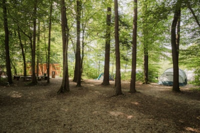 Medium pitch for a tent in a small forest