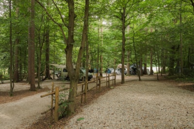 Medium pitch for a tent - Forest area