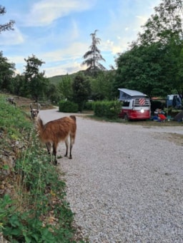 Stellplatz - Stellplatz Komfort (1 Zelt, Wohnwagen, Wohnmobil / 1 Auto / Strom) - Camping La Gantesse