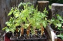 Weekend Estancia Gardening Weekend April 27/28 (1 Night) Weekend Estancia Gardening Weekend April 27/28 (1 Night)