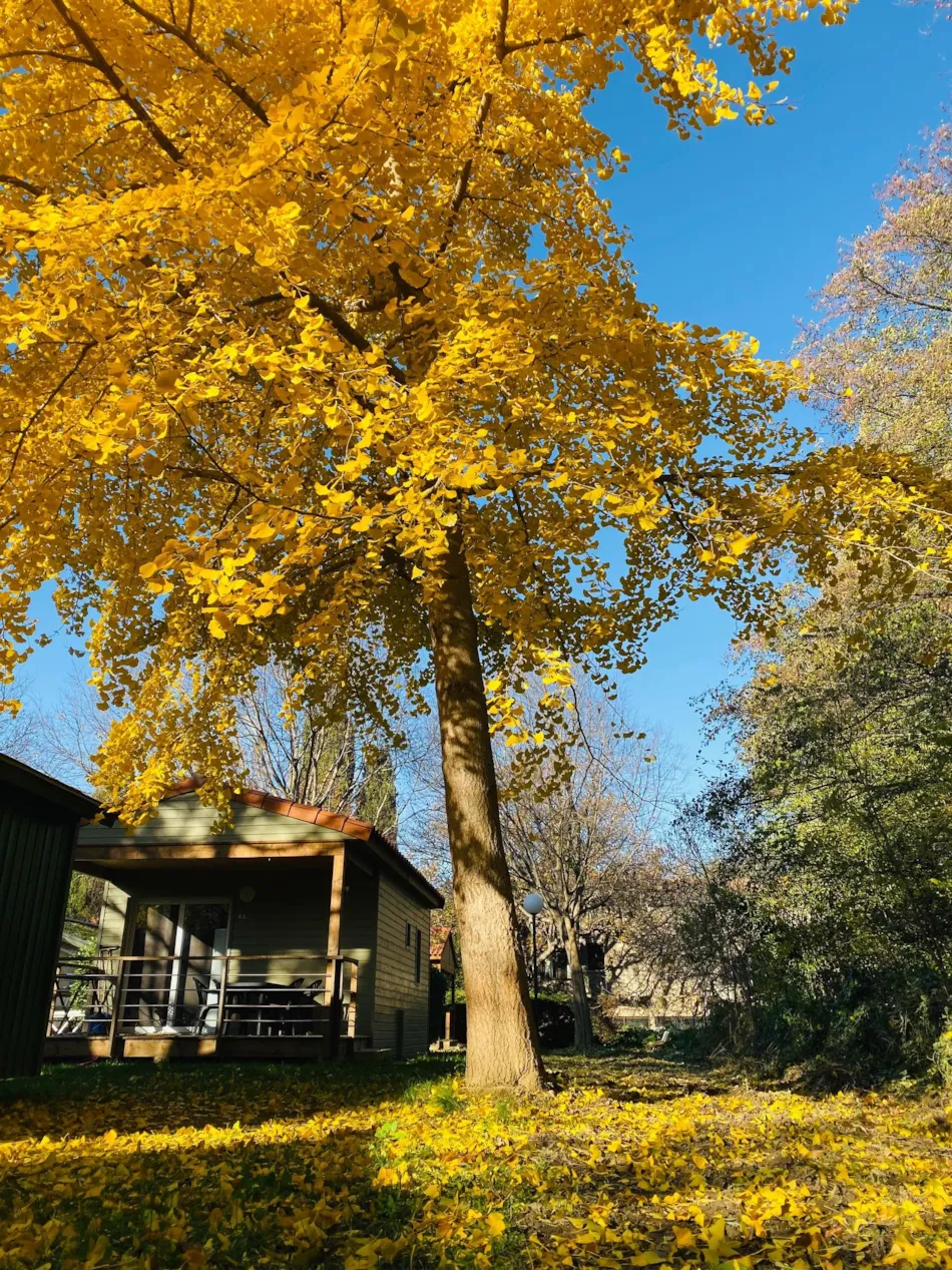 Camping Les Portes du Canigou