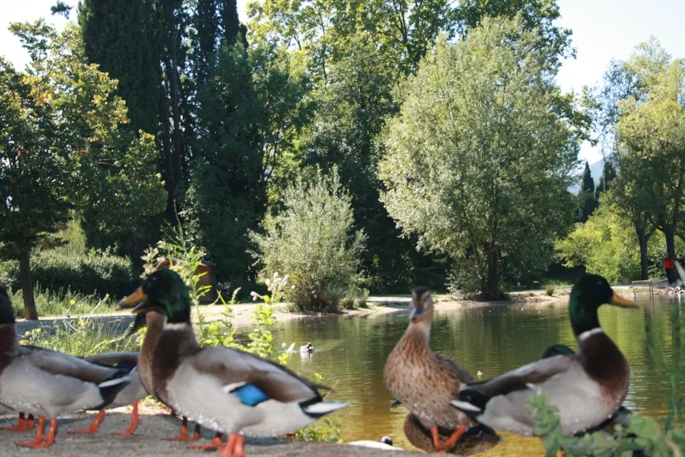 Camping Les Portes du Canigou