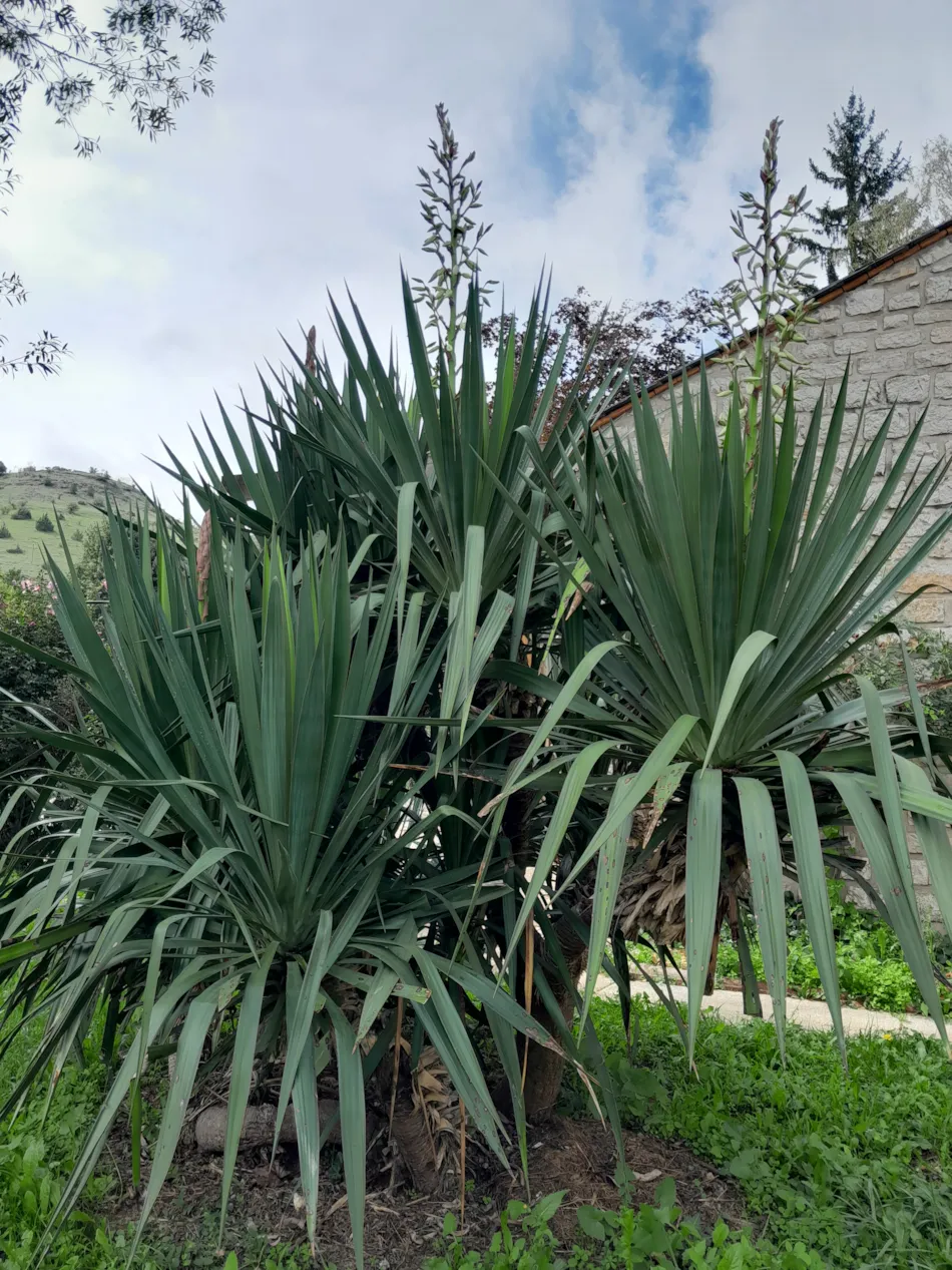 Flower Camping du Gévaudan