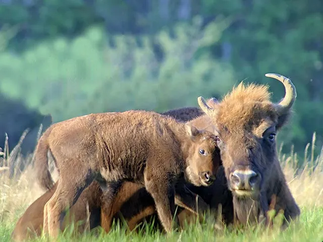 Flower Camping du Gévaudan 