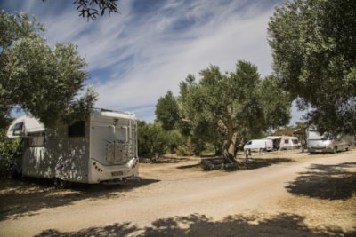 Olivia Green Camping
