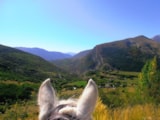 Foto #47 van Camping le Chêne