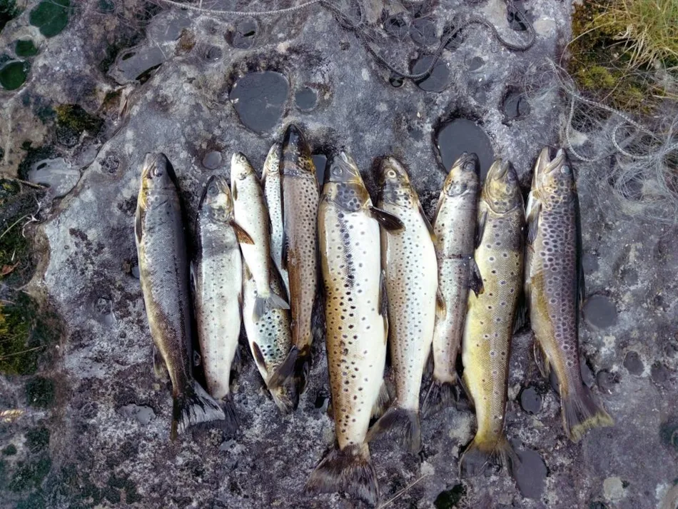 Velfjord Camping og Hytter