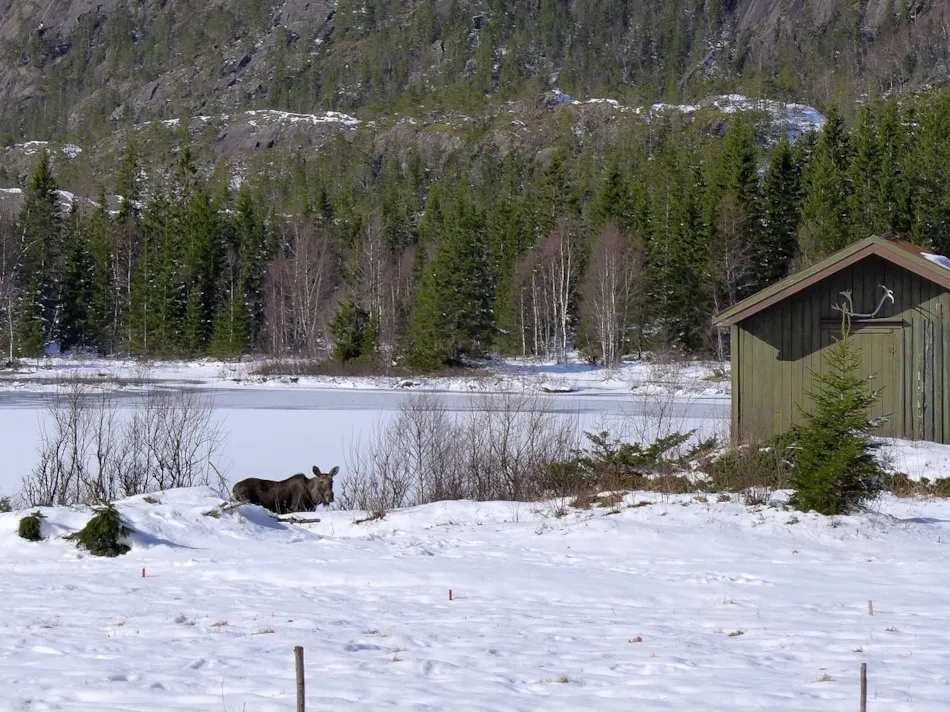Velfjord Camping og Hytter