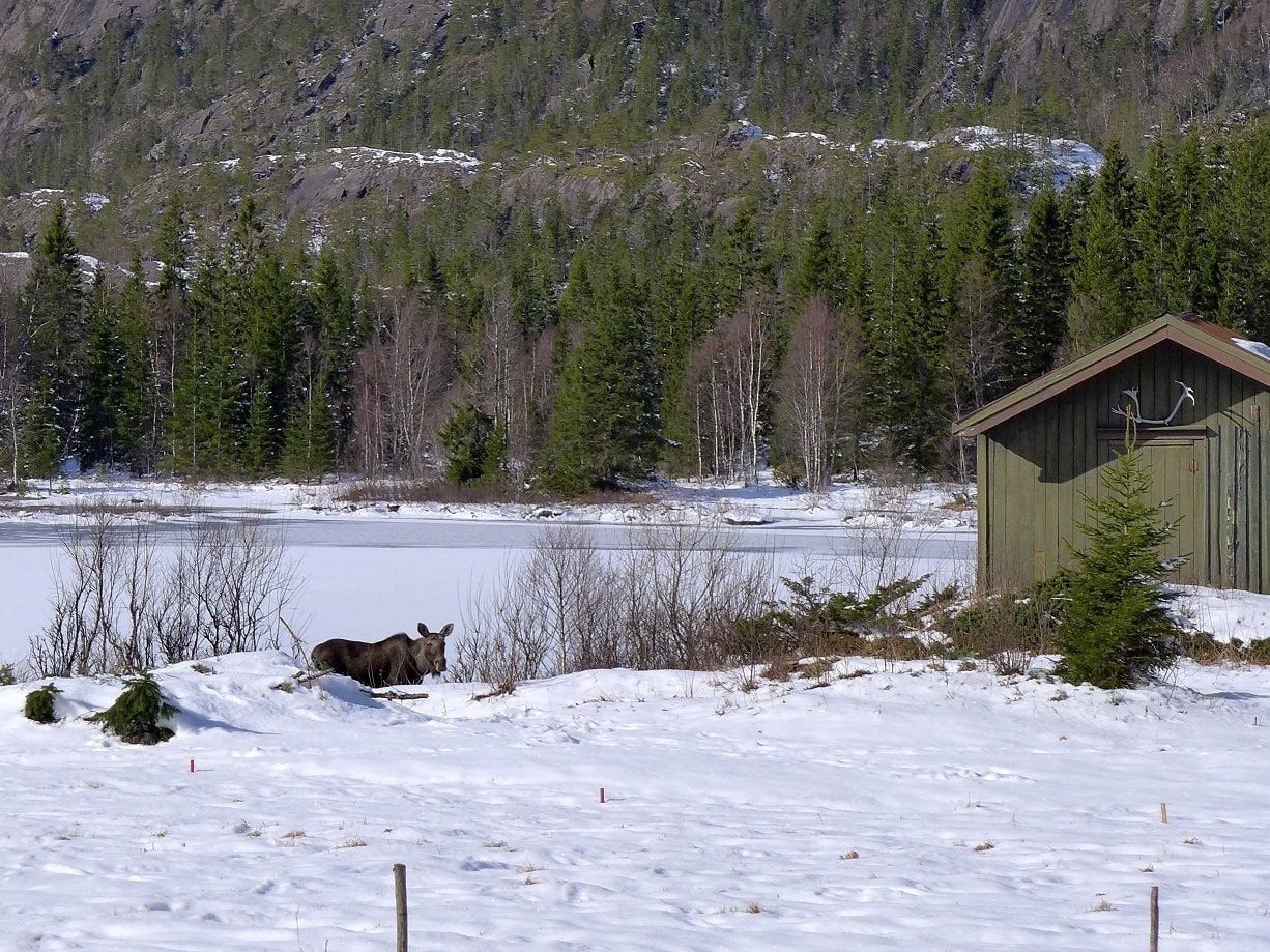 Velfjord Camping og Hytter — Foto 10