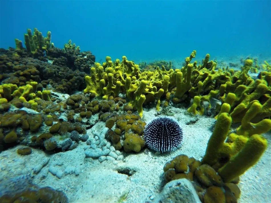 Boutique Camping Bunja