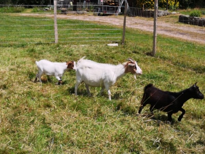 Domaine Du Scorff