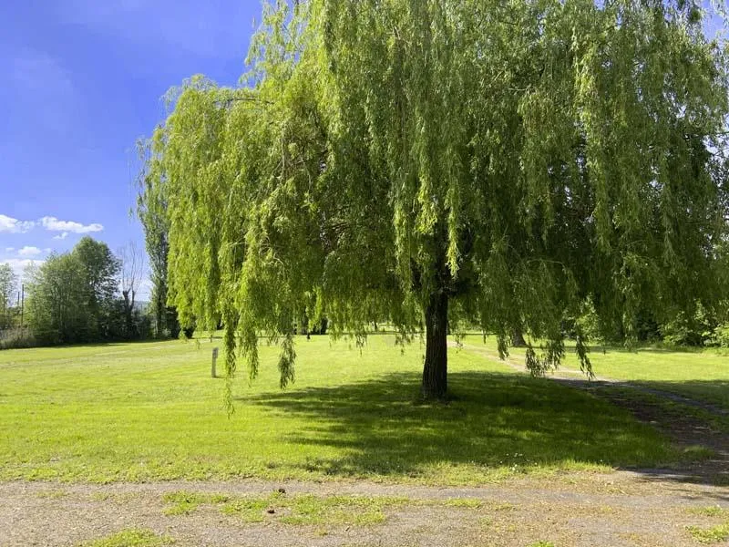 Camping l'Ile d'Amour