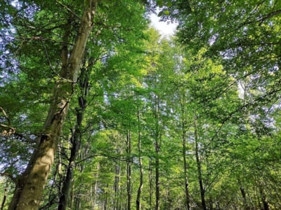Future Is Nature Playground