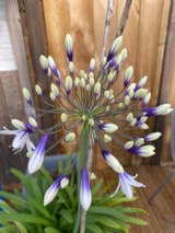 Foto #8 van Camping le Clos des Genêts