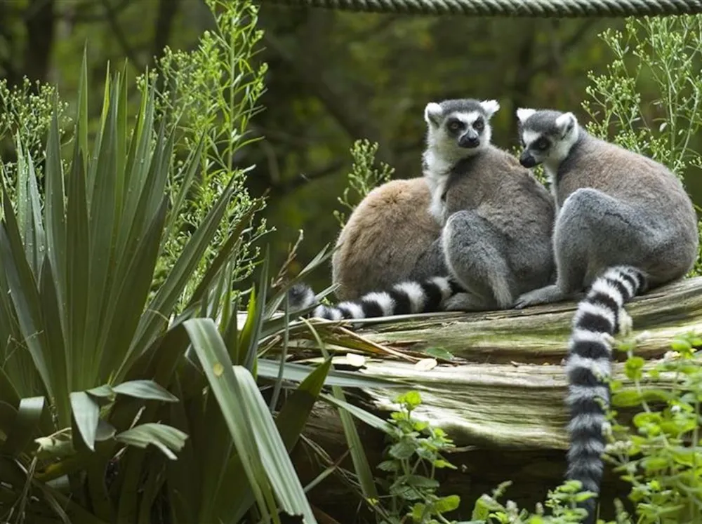 Camping Le Petit Bois - image n°34 - UniversalBooking