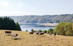 Établissement Camping L'air Du Temps - Beaulieu