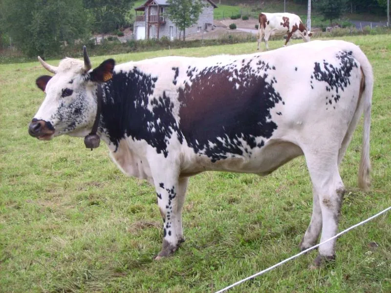 Camping l'Air du Temps