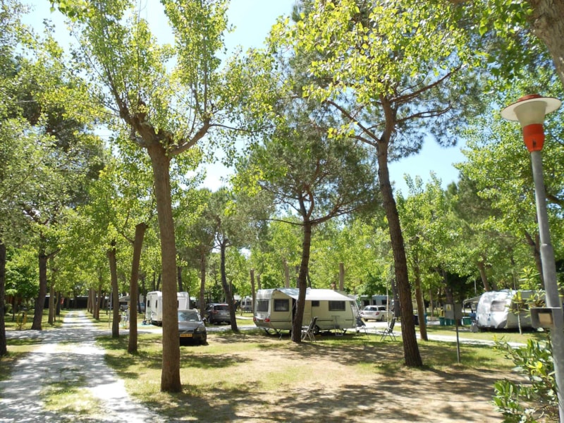 Viareggio Family Collection photo 2