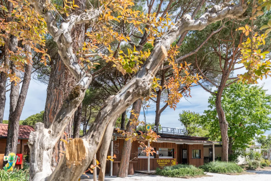 Club del Sole Viareggio Family Collection