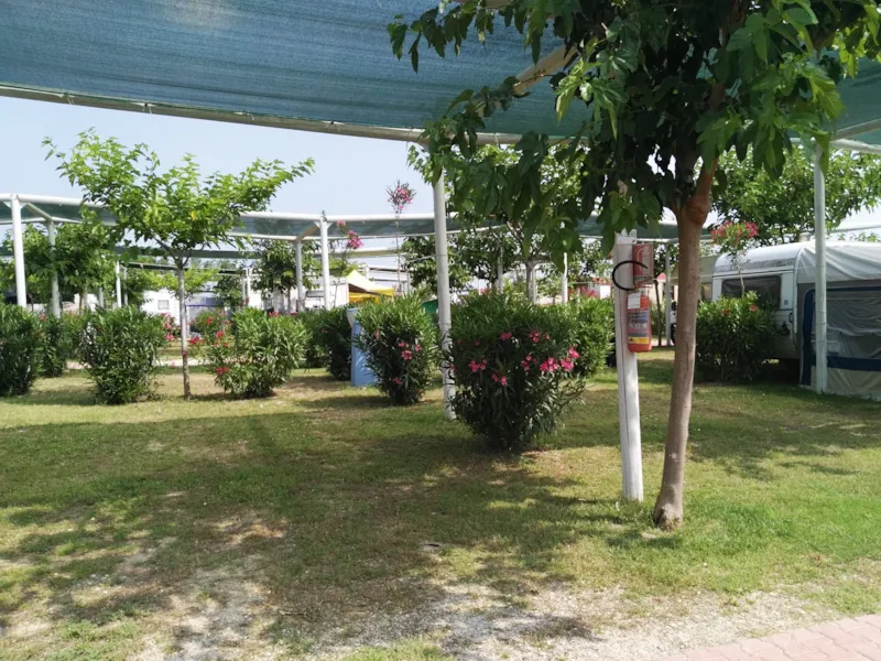 Emplacement Oleandri 6X8 M.