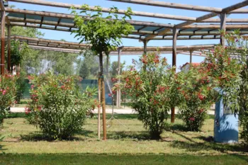 Kampeerplaats(en) - Standplaats Oleandri Xl - Heliopolis Camping & Village