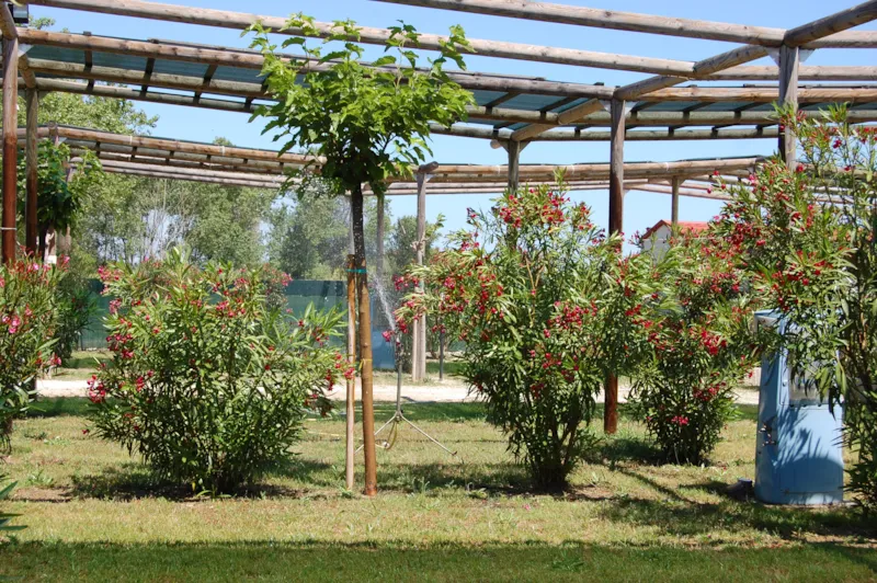 Emplacement Oleandri 6X13 M.