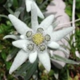 Foto #41 van Flower Camping  A La Rencontre du Soleil