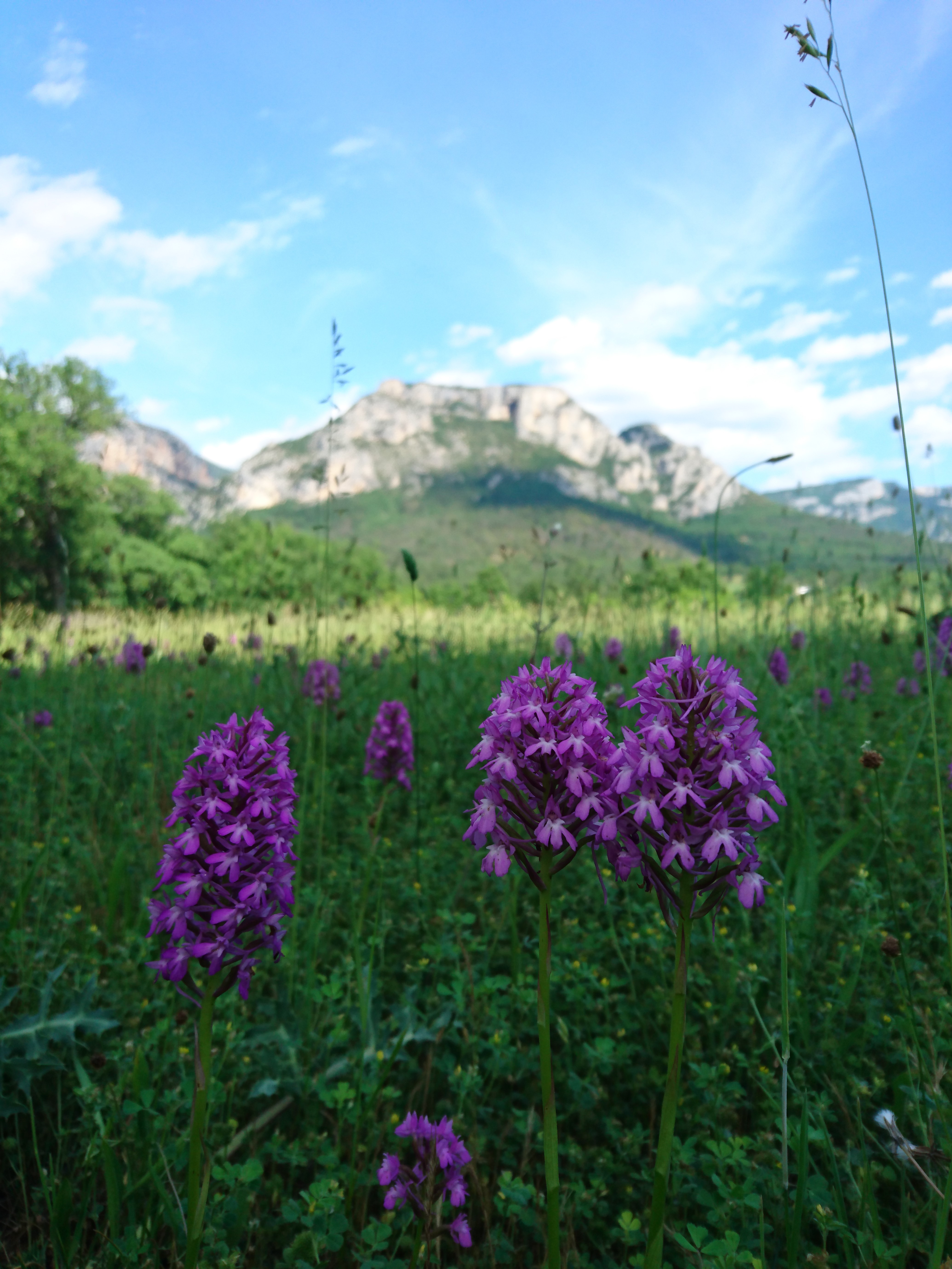 Aire Naturelle Camping Peyrengues