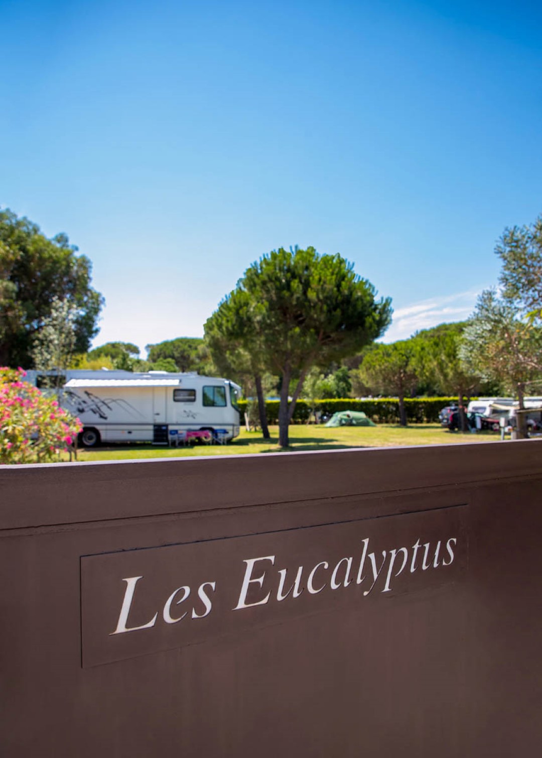 Les Eucalyptus