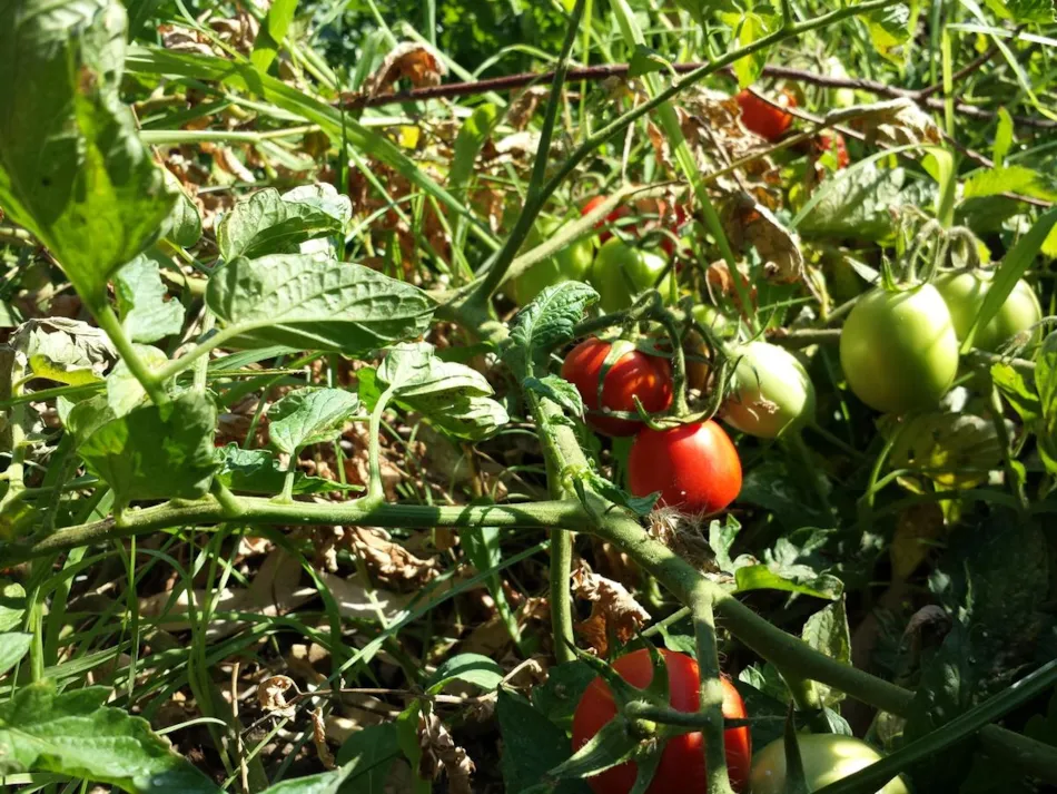 Village Camping Fico d'India