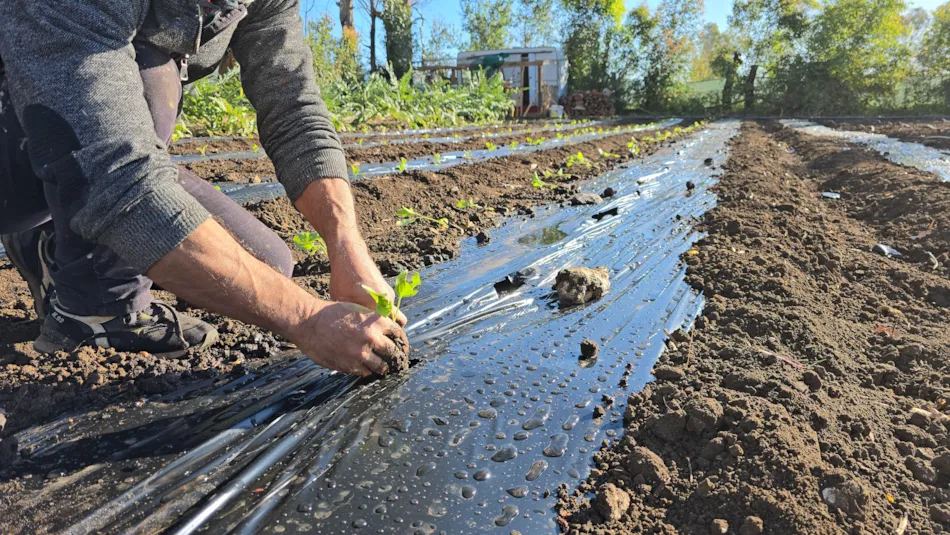 Village Camping Fico d'India