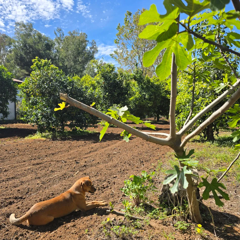 Village Camping Fico d'India