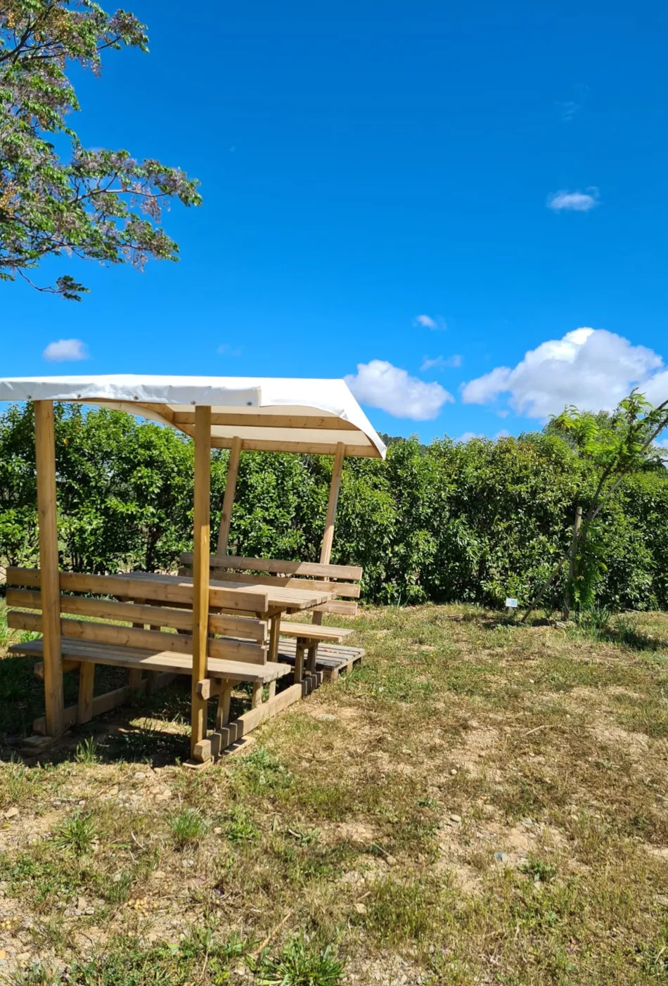 Flower Camping Olivigne