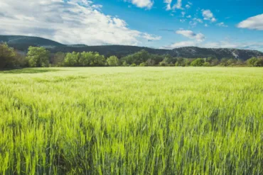 Camping et Lodges de Coucouzac - Ardeche